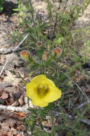 Image result for Oreophyton falcatum