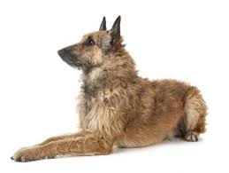 Other health issues such as epilepsy, cancer and progressive retinal atrophyhave been diagnosed as well. Types Of Belgian Shepherd Dog All Breed Variations With Photos