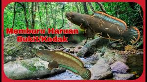 Demikian artikel dan gambar tentang berbagai macam jenis cupang plakat, meskipun masih banyak variasi warna yang. Teknik Menangkap Haruan Bukit Kedak Youtube