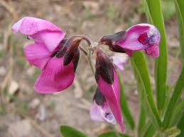 Image result for Galactia