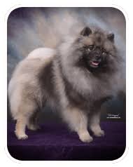 Keeshond Heaven Keeshond Pups For Sale Keeshond Breeder