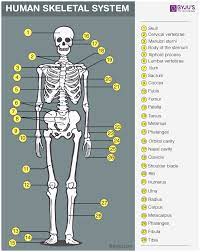 The human body contains major internal organs or body parts which can be easily identified. Skeletal System Anatomy Physiology Of Human Skeletal System