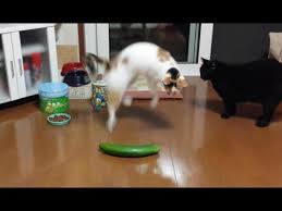 Funny Cats Scared Of Random Things And Cucumbers Compilation C4cats Cats Scared Of Cucumbers Cats And Cucumbers Cats Vs Cucumbers
