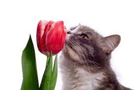 Cat With Tulip Grey Cat And Red Tulip Sponsored Advertisement Advertisement Tulip Cat Grey Cat Cat Wallpaper Cats Crazy Cats