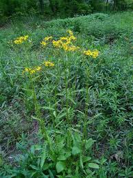 Image result for Rytigynia acuminatissima