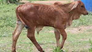 2564 น.สพ.สรวิศ ธานีโต อธิบดีกรมปศุสัตว์ เปิดเผยว่า ตามที่กรมปศุสัตว์ได้ตรวจพบโรคลัมปี สกิน ซึ่งเป็นโรคอุบัติใหม่สำหรับประเทศ. Xocjwphdxoqqjm