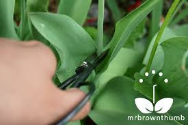 Water developing tulips only during a dry spell. Pin On Gardening My New Hobby