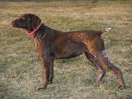 The two possible genes that determine if a dog is black or liver are known as b or b where b is the dominant gene for. Breed Information