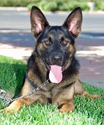 German Shepherd Zack Orange County Register