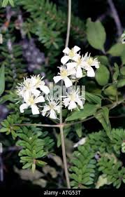 Image result for Clematis brachiata