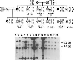 Several human genelic disorders are caused by extra, missing, damaged chromosomes. Human Chromosome An Overview Sciencedirect Topics