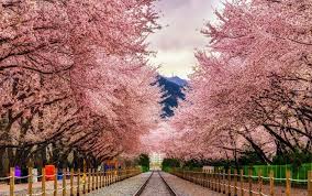 23 tempat wisata di korea selatan yang wajib dikunjungi tempat wisata di korea selatan ini terkenal dengan tanahnya yang subur gambar pemandangan musim bunga bukan korea tapi perlis. Destinasi Atau Tempat Wisata Terpopuler Di Korea Selatan Blog Unik