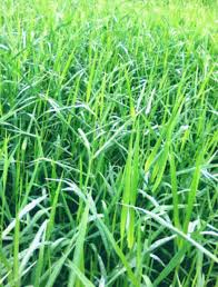 Image result for Urochloa arrecta