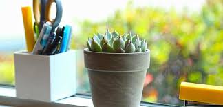 Maybe you would like to learn more about one of these? Echeveria Costa Farms