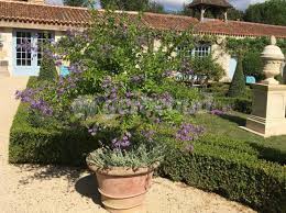 J'avais pensé à des bambous. La Culture En Pot Quelles Plantes Contraintes Et Conseils