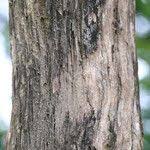 Image result for Markhamia obtusifolia