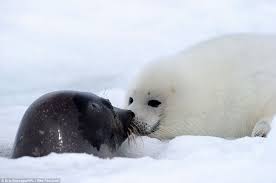 Pin On Seals Sea Life
