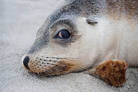 Australian Sea Lion Wikipedia The Free Encyclopedia Sea Lion Animals Endangered
