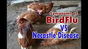 If you suspect any type of avian influenza in poultry or captive birds you must report it immediately by contacting your local animal and plant health agency (apha) field services office. Bird Flu H5n1 Avian Flu Vs Newcastle Disease Symptoms Poultry Diseases Youtube