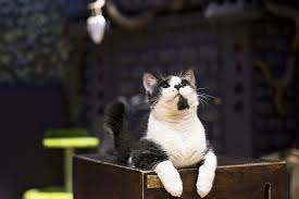 Los mejores cafés de gatos del mundo