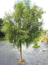 Image result for Maytenus undata