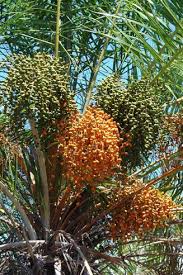 Just like their fronds, palm tree trunks come in threes. Senegal Date Palm Tree Phoenix Reclina Date Palm Fruit Tree Identification Seed Dispersal