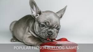 Learn how to name a dog by picking a great name and 5 simple tips on how to teach a dog its name. Ultimate List Of The Top 500 Bulldog Names Cute And Popular Puppy Name Ideas