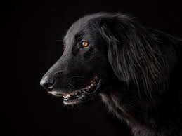 Use code summer2021 buy any 3 puzzles and receive a 4th puzzle of your choice free. Black Dog Online Jigsaw Puzzle Collect Free Online Jigsaw Puzzles