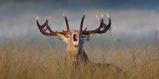 Hunt red stag, tahr, elk, chamois and wild ram in the mackenzie country of canterbury and hunt fallow, red stag and white tail in otago region of southland on the south island. Red Stag Hunting In New Zealand Big Game Hunting Adventures