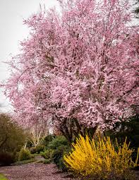 Moon valley nurseries has a wide selection of flowering trees to choose from. 8 Flowering Trees For March Planting Prescott Enews
