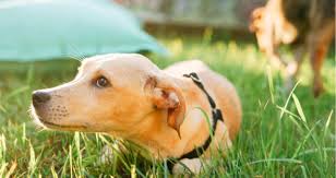 Some other reasons that are common for a dog to shake their head a lot are itchiness due to skin allergies. Why Is My Dog Walking With His Head Down Petcoach