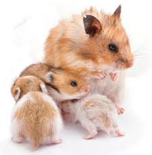 Here are some more fascinating facts about hamsters. Pet Hamster Breeding Sexing Pregnancy Birth Babies