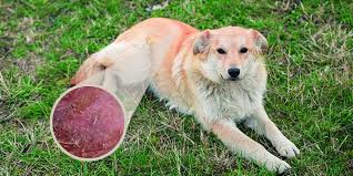 Image result for hotspot dogs