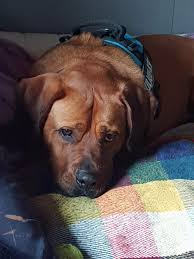 Up for sale is my litter of 6 healthy and adorable boxer puppies. Rhodesian Ridgeback Rottweiler Mix Puppies For Sale Off 58 Www Usushimd Com