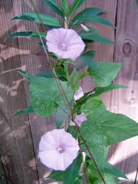 Image result for Ipomoea turbinata