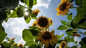 Jika di malaysia contohnya bunga matahari yang ditanam di kawasan tanah tinggi mempunyai saiz yang lebih besar dari yang ditanam di tanah rendah. Menikmati Pesona Rimbunnya Bunga Matahari Di Sunflower Garden Malaysia Lifestyle Liputan6 Com