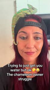 reptile #reptiles #reptilesoftiktok #chameleon #chameleonsoftiktok #v...