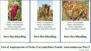 Image result for Leucosphaera bainesii