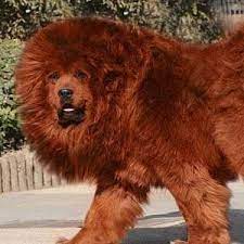 Maybe you would like to learn more about one of these? Ø¹Ú©Ø³ Ø³Ú¯ Ù‡Ø§ÛŒ ØºÙˆÙ„ Ù¾ÛŒÚ©Ø± Ùˆ Ø¨Ø³ÛŒØ§Ø± ÙˆØ­Ø´ÛŒ Ùˆ Ø®Ø·Ø±Ù†Ø§Ú© ØªÙ€Ù€Ù€Ù€Ù€Ù€Ù€Ù€ÙˆÙ¾ ØªÙ€Ù€Ù€Ù€Ù€Ù€Ù€Ù€Ù€Ø§Ù¾