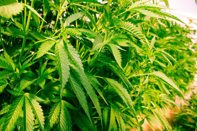 Image result for The Legality of Cannabis Seeds in Southfield"