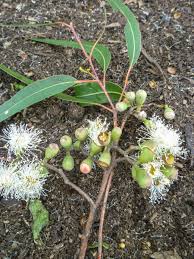 Image result for Eucalyptus citriodora