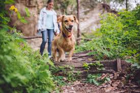 Friendly pines cabins are located in southeastern oklahoma. Things To Do In Broken Bow Ok Broken Bow Cabin Pet Friendly