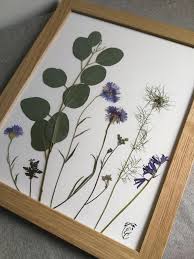 Herbier Encadre Veritables Fleurs Pressees Bleuet Et Eucalyptus Bommel Machen