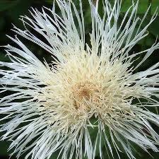 Image result for Cantinoa americana