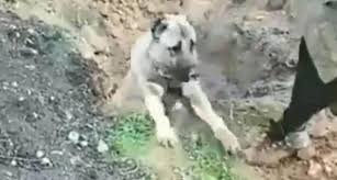Hatay Da Zehirlenerek Oldurulen Kopek Icin Bakan Pakdemirli Den Talimat