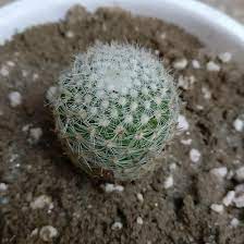 9 essential tips to know how often to water cactus plants. Need Id And Care Instructions For This Baby Cactus Cactus