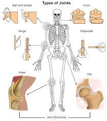 More than 99 percent of our body's calcium is held in our bones and teeth. Anatomy Of A Joint