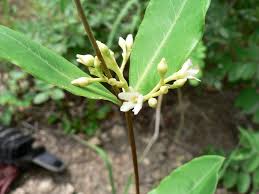 Image result for Cryptolepis cryptolepioides