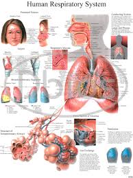 Anatomy Charts For Classes Not Masses