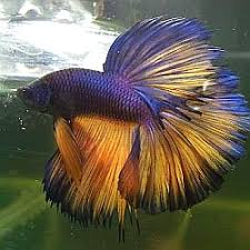 You'll find a high quality of healthy and colorful betta fish for sale. Betta Fish History From Then Until Now